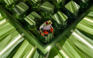 Frog sitting on a drainage element covered with sugar cane leaves